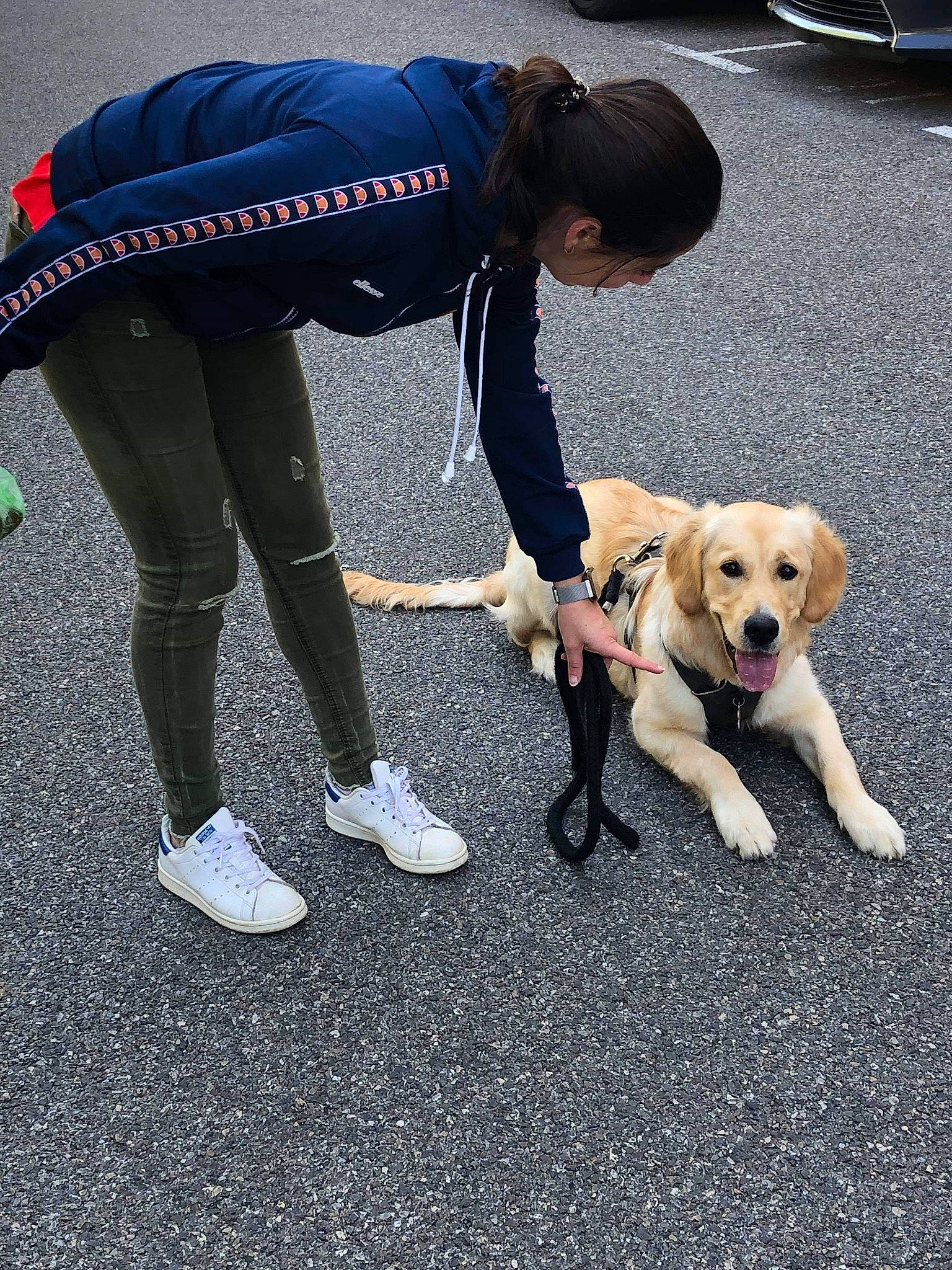 Perle De Rose participe au concours pour gagner de l'argent avec cette photo : canidae, carnivore, companion_dog, dog, dog_breed, fawn, labrador_retriever, leash, obedience_training, police_dog, puppy, puppy_love, retriever, snout, sporting_group, vehicle