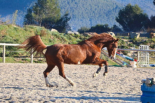 Edelschoon a rejoint le concours — aidez-le/la à gagner de superbes lots ! bridle, colt, horse, horse_supplies, liver, livestock, mammal, mane, mare, mustang_horse, pack_animal, ranch, recreation, rein, sorrel, stallion, vertebrate
