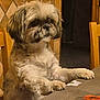 Noline participe au concours pour gagner de l'argent avec cette photo : dog, small_dog, shih_tzu, pet, paws_on_table, sitting, table, chair, indoor, tile_wall, brown_fur, fluffy, portrait, snout, whiskers, cute, gaze, wooden_chair, placemat, cozy