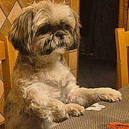 Noline a rejoint le concours — aidez-le/la à gagner de superbes lots ! dog, small_dog, shih_tzu, pet, paws_on_table, sitting, table, chair, indoor, tile_wall, brown_fur, fluffy, portrait, snout, whiskers, cute, gaze, wooden_chair, placemat, cozy