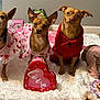chihuahua, collar, costume, cute, dog, dogs, frog, group_portrait, heart_shaped_box, indoor_shoot, looking_at_camera, pet, pink, red_sweater, small_dog, toy, tutu, valentine_outfit, white_rug, wood_floor