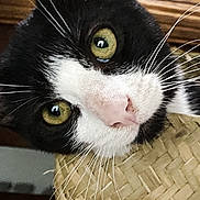 Luna a rejoint le concours — aidez-le/la à gagner de superbes lots ! cat, black_and_white, green_eyes, whiskers, woven_basket, indoor, curious, close_up, pet, feline, head_tilt, wooden_floor, books, cozy, fur, nose, playful, domestic_animal, animal_face, eye_reflection