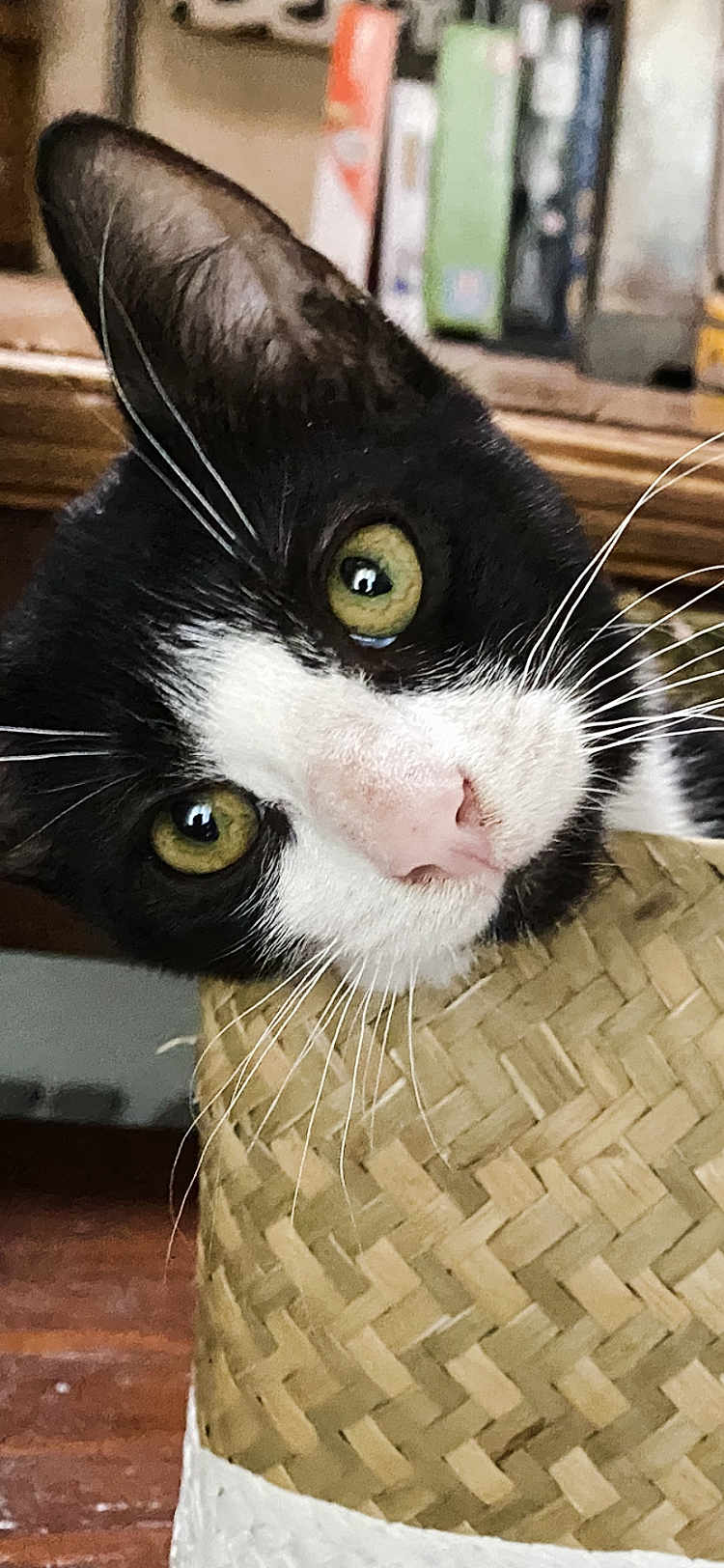 Luna a rejoint le concours — aidez-le/la à gagner de superbes lots ! cat, black_and_white, green_eyes, whiskers, woven_basket, indoor, curious, close_up, pet, feline, head_tilt, wooden_floor, books, cozy, fur, nose, playful, domestic_animal, animal_face, eye_reflection