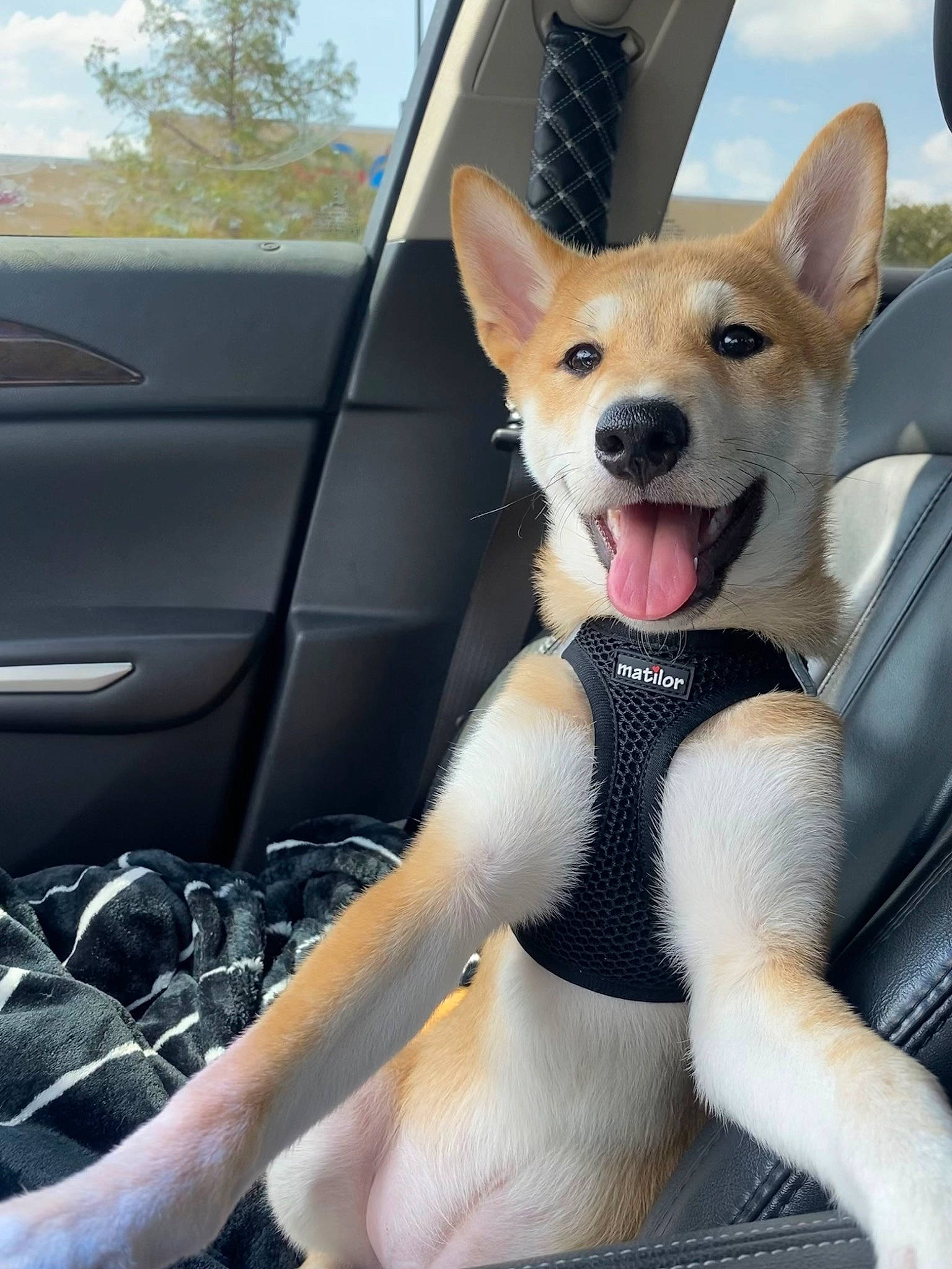 Jonny is registered to the contest to win money with this photo: automotive_exterior, car, car_seat, carnivore, collar, companion_dog, dog, dog_breed, fawn, fur, hood, human_leg, sky, snout, sporting_group, thigh, vehicle_door, whiskers, windscreen_wiper, windshield
