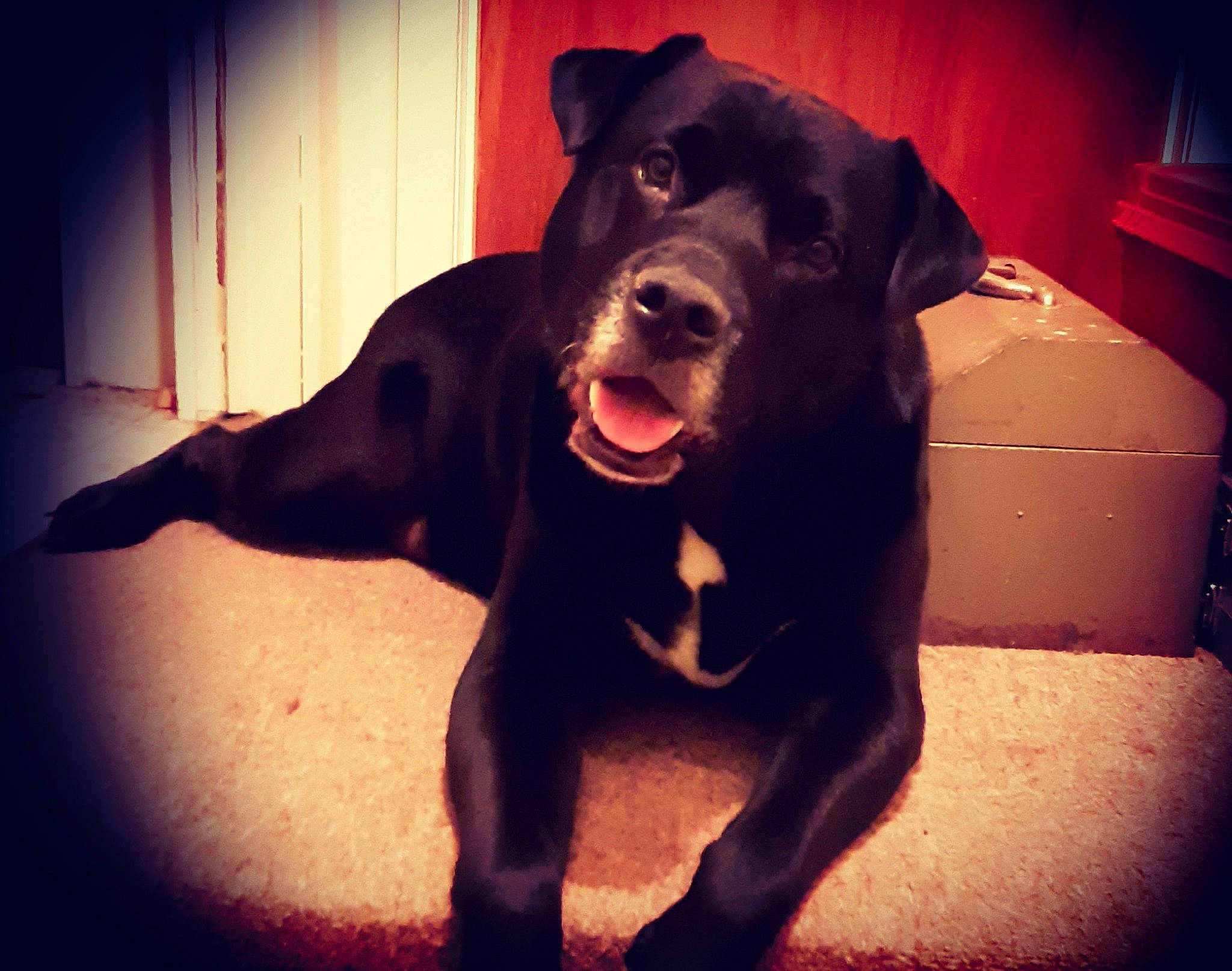 Marley is registered to the contest to win money with this photo: borador, cane_corso, canidae, carnivore, cloud, dog, dog_breed, great_dane, guard_dog, labrador_retriever, mammal, nose, sky, snout, sporting_group, tail, vertebrate