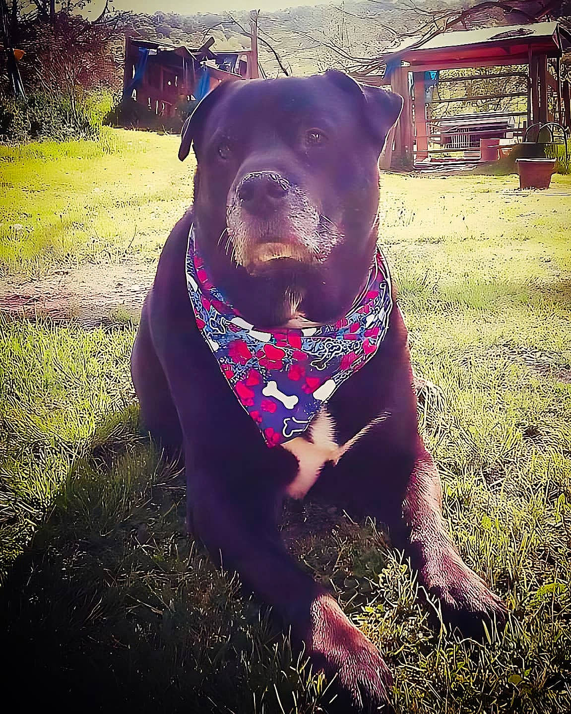 Marley joined the competition — help win amazing prizes! canidae, carnivore, collar, companion_dog, dog, dog_breed, dog_collar, fawn, grass, guard_dog, liver, metal, personal_protective_equipment, pet_supply, plant, sky, snout, sporting_group, tints_and_shades, working_animal