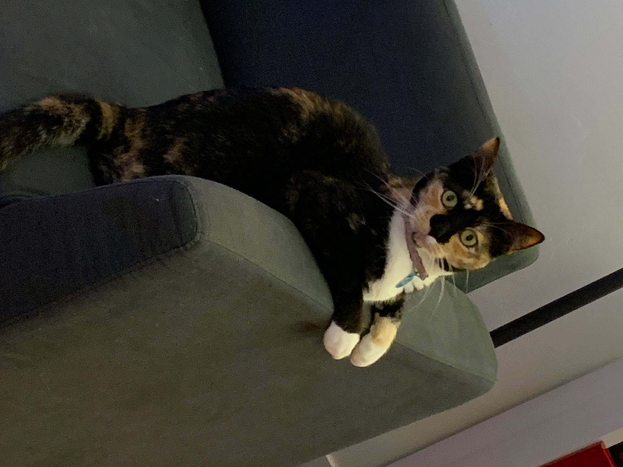 Papaye a rejoint le concours — aidez-le/la à gagner de superbes lots ! carnivore, cat, cat_supply, comfort, domestic_short_haired_cat, felidae, fur, mammal, paw, room, small_to_medium_sized_cats, snout, tail, terrestrial_animal, vertebrate, whiskers, wood