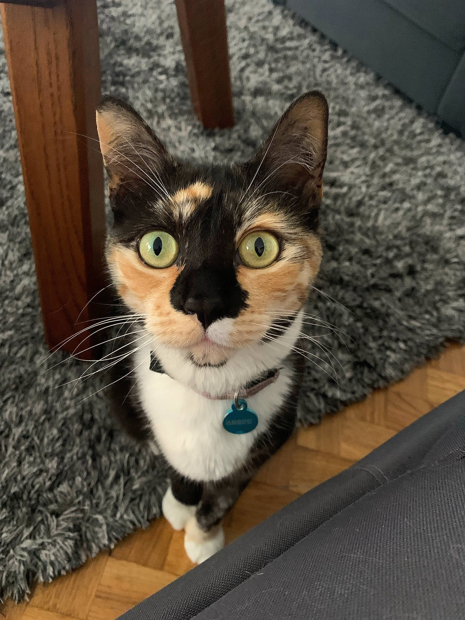 Papaye participe au concours pour gagner de l'argent avec cette photo : carnivore, cat, cat_supply, comfort, domestic_short_haired_cat, fawn, felidae, flooring, fur, hardwood, paw, small_to_medium_sized_cats, snout, tail, whiskers, wood