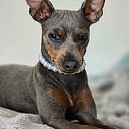 Blue participe au concours pour gagner de l'argent avec cette photo : dog, pet, animal, portrait, indoor, pearl_necklace, brown, gray, ears, face, fur, lying_down, blanket, cute, domestic_animal, closeup, muzzle, expression, resting, canine