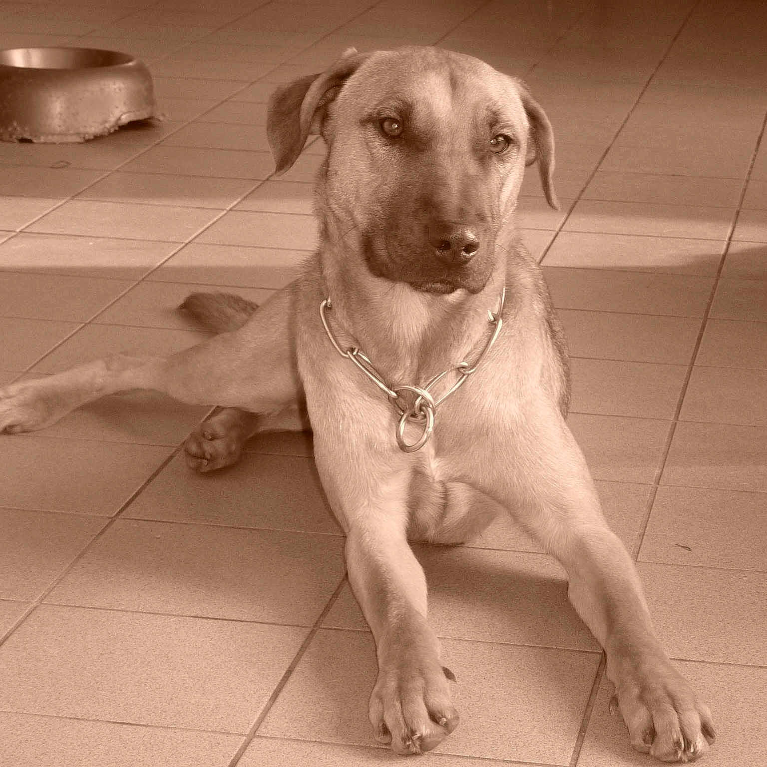 Diabolo