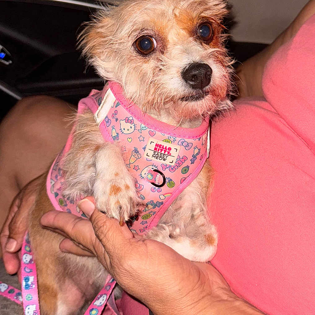 Layla is registered to the contest to win money with this photo: accessories, affenpinscher, animal, baby, bodypart, canine, chihuahua, cockerspaniel, couch, dog, finger, furniture, hand, leash, person, pet, poodle, puppy, strap, terrier