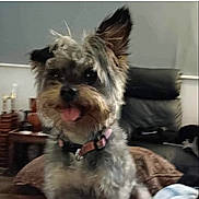 B B joined the competition — help win amazing prizes! dog, small_dog, indoor, pet, fur, collar, tongue_out, happy, cozy, furniture, couch, blanket, home, animal, mammal, cute, rescued, companion, living_room, domestic