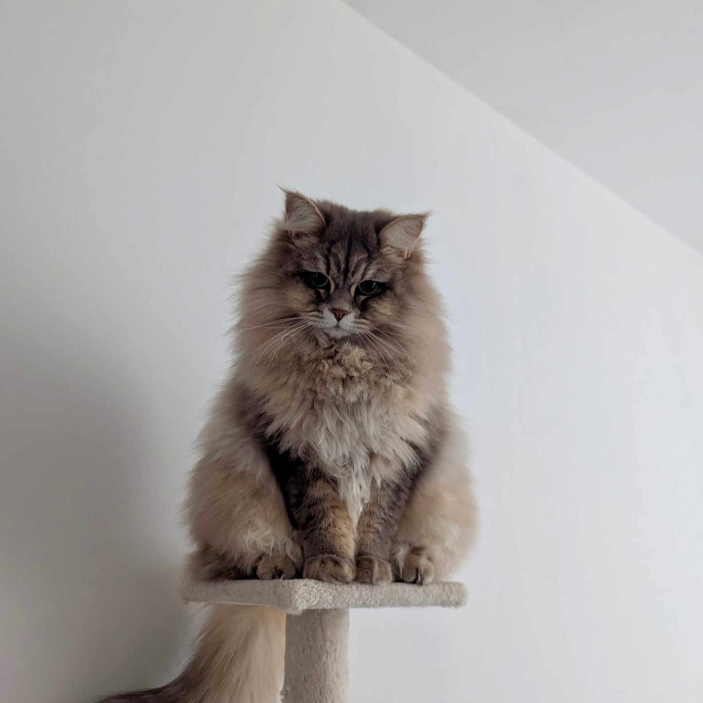 Twinnie participe au concours pour gagner de l'argent avec cette photo : abyssinian, angora, animal, architecture, building, cat, face, head, kitten, manx, person, pet, photography, portrait, siamese, snout, wall, wood