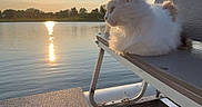 Daisy is registered to the contest to win money with this photo: animal, bench, calm, cat, daylight, fluffy, lake, nature, outdoor, peaceful, pet, quiet, reflection, relaxation, serene, sky, sun, sunset, water, wildlife