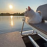 animal, bench, calm, cat, daylight, fluffy, lake, nature, outdoor, peaceful, pet, quiet, reflection, relaxation, serene, sky, sun, sunset, water, wildlife