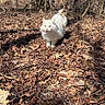 animal, bare_trees, calm, cat, daytime, fall, forest, fur, ground_cover, leaves, mammal, nature, orange_cat, outdoor, pet, sunlight, tree, walking, white_cat, wildlife
