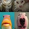 Daisy is registered to the contest to win money with this photo: animal, background, cat, close_up, collar, communication, dog, face, fish, funny, hand, indoor, multi_panel, muted, pet, portrait, screen_capture, technology, underwater, video_call