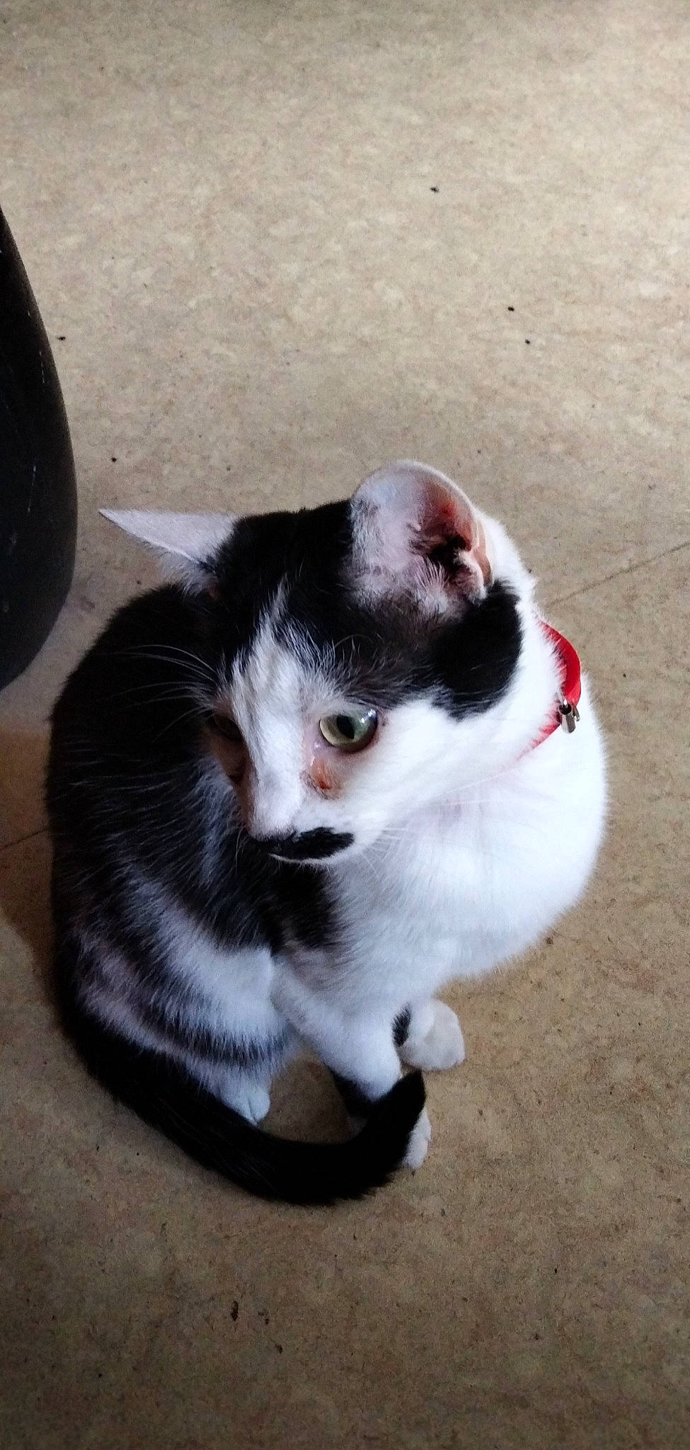 Donatello participe au concours pour gagner de l'argent avec cette photo : canidae, carmine, carnivore, cat, claw, collar, companion_dog, dog_breed, domestic_short_haired_cat, eye, felidae, foot, fur, hardwood, paw, small_to_medium_sized_cats, snout, sporting_group, tail, whiskers