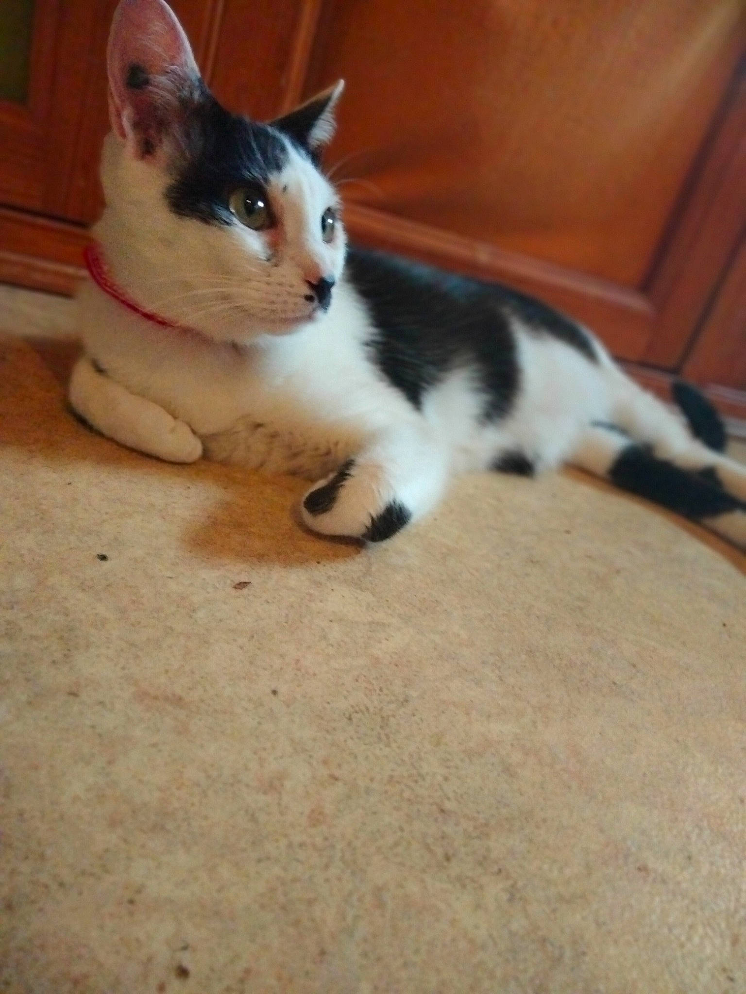 Donatello participe au concours pour gagner de l'argent avec cette photo : carnivore, cat, claw, comfort, domestic_short_haired_cat, fawn, felidae, floor, flooring, foot, fur, hardwood, human_leg, leg, paw, small_to_medium_sized_cats, tail, vertebrate, whiskers, wood