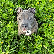 Tayson participe au concours pour gagner de l'argent avec cette photo : dog, canine, pet, greenery, grass, yellow_flowers, outdoor, nature, cute, animal, fur, ears, collar, looking_up, close_up, summer, daylight, field, adorable, snout
