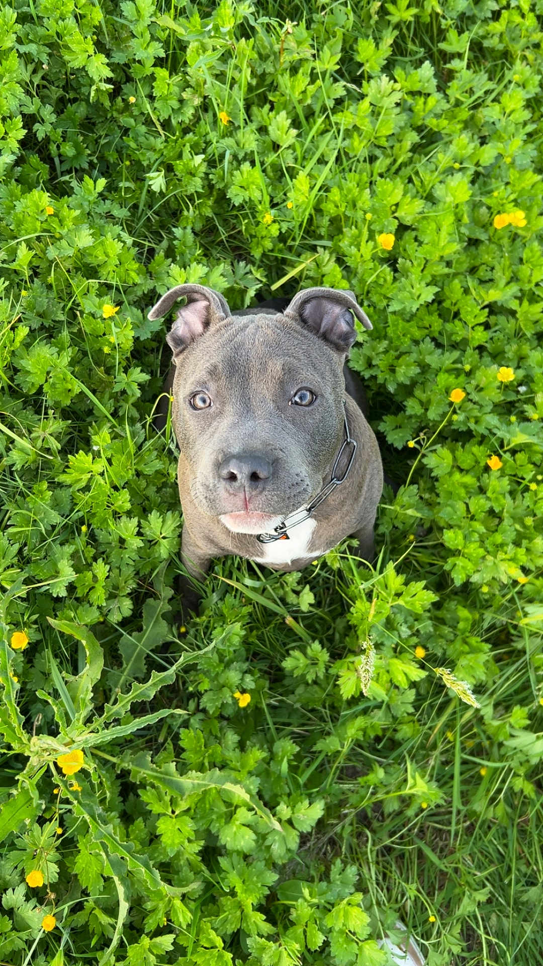 Tayson participe au concours pour gagner de l'argent avec cette photo : dog, canine, pet, greenery, grass, yellow_flowers, outdoor, nature, cute, animal, fur, ears, collar, looking_up, close_up, summer, daylight, field, adorable, snout