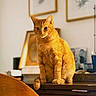 animal, cat, chair, cozy, domestic_cat, ears, eyes, framed_artwork, furniture, ginger_cat, indoor, mammal, pet, portrait, sitting, tail, wall_art, warm_lighting, whiskers, wooden_desk