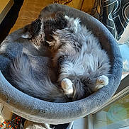 Urkan participe au concours pour gagner de l'argent avec cette photo : animal, architecture, armchair, building, canine, cat, chair, couch, dog, furniture, hardwood, homedecor, indoors, kitten, livingroom, manx, person, pet, sleeping, wood