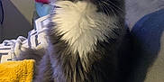 Urkan a rejoint le concours — aidez-le/la à gagner de superbes lots ! animal, art, blackcat, cat, collage, computer, computerhardware, computerkeyboard, couch, electronics, furniture, hardware, laptop, manx, monitor, pc, person, pet, screen, tv