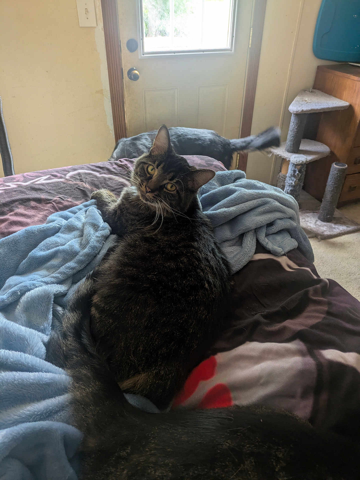 Midnight Lil Fluff joined the competition — help win amazing prizes! animal, bed, blanket, carpet, cat, cat_tree, cozy, curious, domestic, door, feline, furniture, home, indoor, looking, natural_light, pet, relaxed, resting, tabby_cat