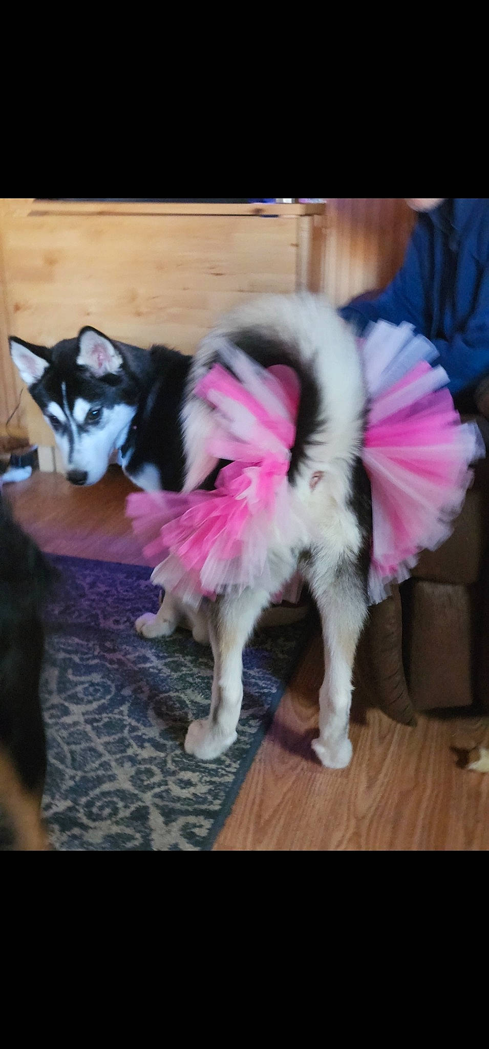 Natalia joined the competition — help win amazing prizes! canidae, carnivore, companion_dog, dog, dog_breed, fashion_accessory, fawn, felidae, floor, flooring, fur, fur_clothing, giant_dog_breed, paw, small_to_medium_sized_cats, snout, sporting_group, tail, toy_dog, working_animal