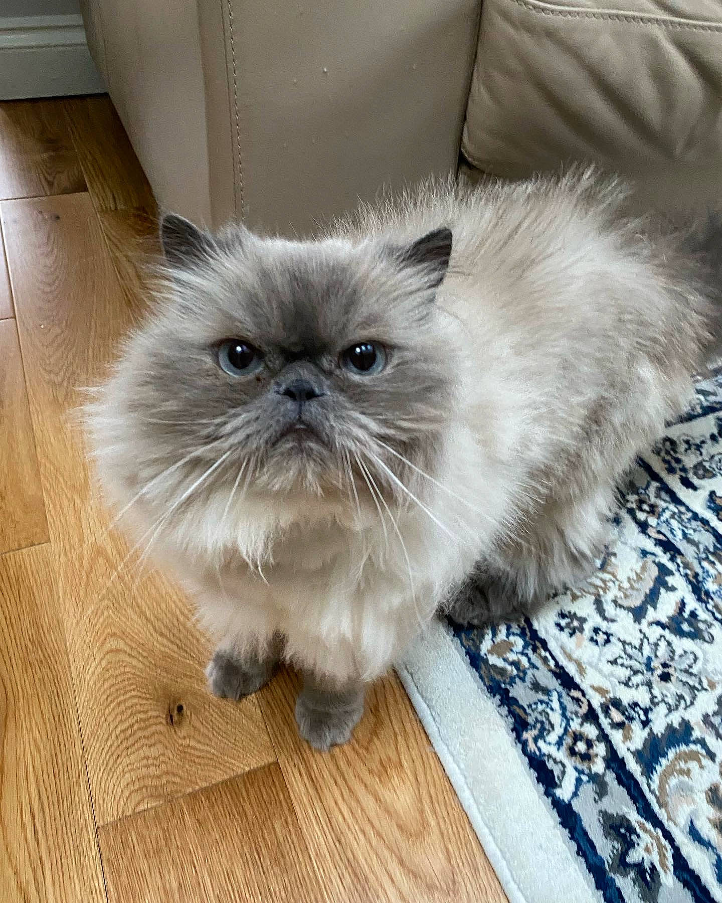 Baymax is registered to the contest to win money with this photo: carnivore, cat, companion_dog, fawn, felidae, flooring, fur, hardwood, persian, plant, small_to_medium_sized_cats, snout, whiskers, wood