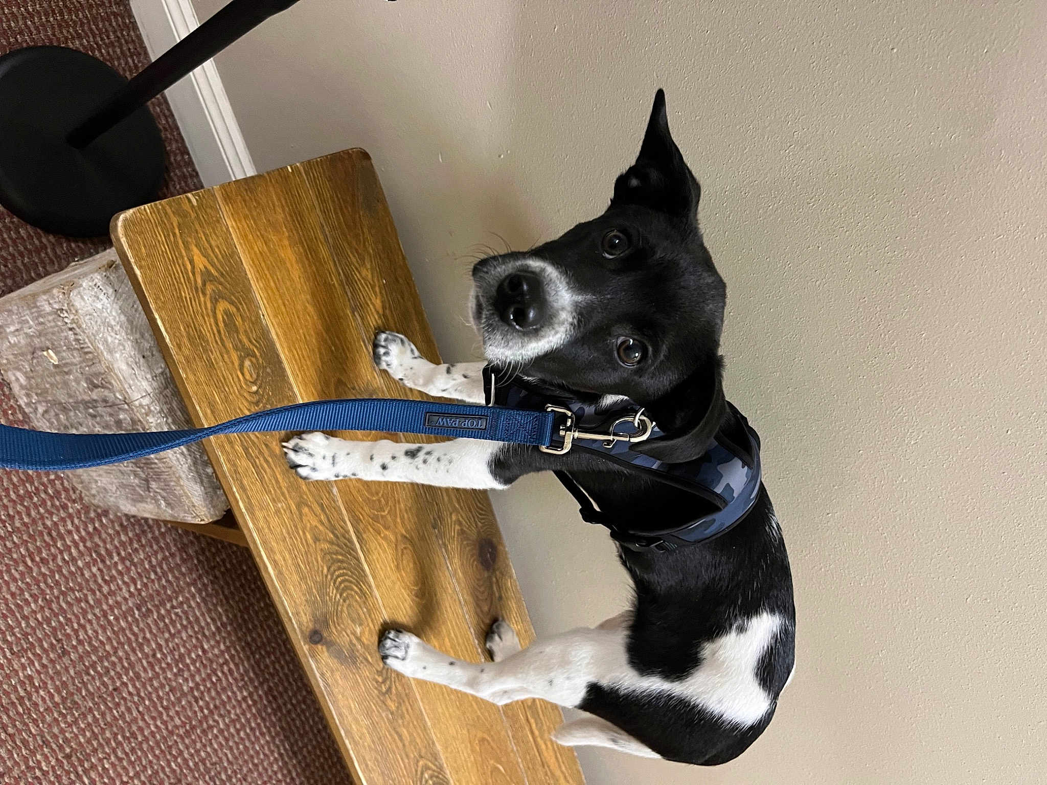 Scout