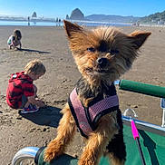 Sophie joined the competition — help win amazing prizes! dog, beach, sand, child, chair, harness, sunny, outdoor, playing, green_chair, small_dog, sandy, summer, vacation, pets, cute, sunlight, nature, fun, animal