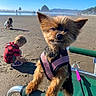 dog, beach, sand, child, chair, harness, sunny, outdoor, playing, green_chair, small_dog, sandy, summer, vacation, pets, cute, sunlight, nature, fun, animal