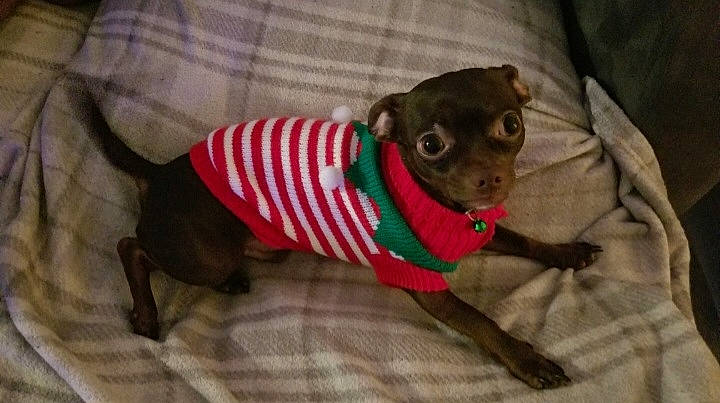 Daxter Dallas is registered to the contest to win money with this photo: canidae, carnivore, chihuahua, collar, comfort, companion_dog, dog, dog_breed, dog_clothes, dog_supply, fawn, fur, pattern, pet_supply, snout, sporting_group, tail, toy_dog, whiskers, working_animal