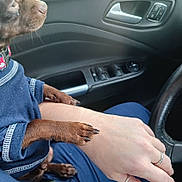 Daxter Dallas joined the competition — help win amazing prizes! auto_part, automotive_design, automotive_exterior, automotive_tire, automotive_wheel_system, blue, car, dog, electric_blue, family_car, gesture, hand, motor_vehicle, personal_luxury_car, steering_part, steering_wheel, vehicle, vehicle_door, windshield, wrist