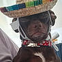 Daxter Dallas joined the competition — help win amazing prizes! beard, cap, carnivore, companion_dog, costume_hat, cowboy_hat, dog, dog_breed, facial_hair, fashion_accessory, fawn, fedora, fur, hat, liver, moustache, sombrero, sun_hat, sunglasses, whiskers