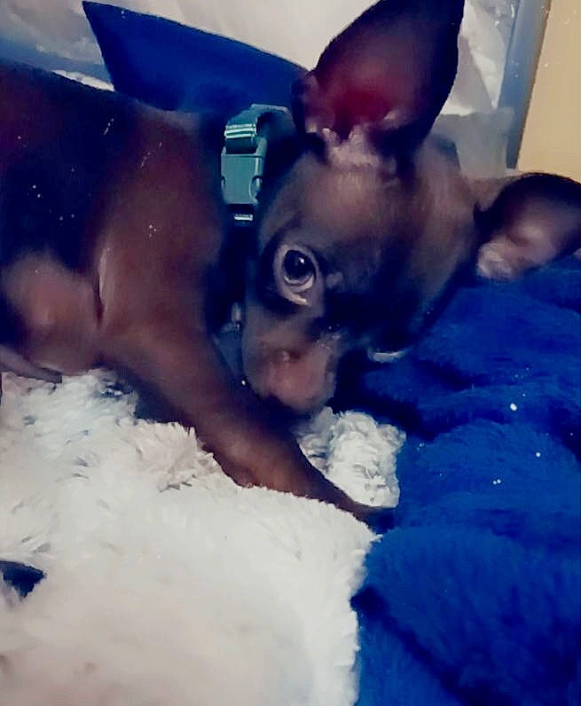 Daxter Dallas joined the competition — help win amazing prizes! canidae, carnivore, chihuahua, comfort, companion_dog, dog, dog_breed, ear, eye, fawn, guard_dog, happy, paw, puppy_love, sky, snout, sporting_group, toy_dog, whiskers, working_animal