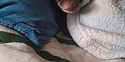 Daxter is registered to the contest to win money with this photo: dog, blanket, pillow, bed, cozy, snuggled, fur, pet, indoor, small_dog, brown_dog, curious, cute, resting, warm, textile, fabric, striped_blanket, soft, wrapped