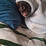 dog, blanket, pillow, bed, cozy, snuggled, fur, pet, indoor, small_dog, brown_dog, curious, cute, resting, warm, textile, fabric, striped_blanket, soft, wrapped