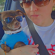 Daxter joined the competition — help win amazing prizes! dog, person, sunglasses, cap, blue_shirt, car_interior, seatbelt, hand, holding, sunlight, reflection, casual, portrait, pet, fashion, cute, small_dog, accessories, colorful_clothing, relaxed