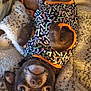 dog, puppy, lying_down, upside_down, clothing, jacket, patterned, colorful, carpet, fluffy, pet, cute, small_dog, brown_dog, relaxed, indoor, cozy, animal, eyes, snout