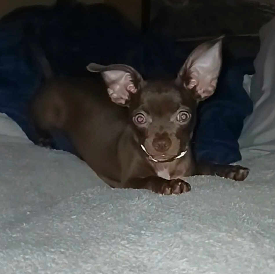 Daxter