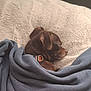 dog, sleeping, brown, blanket, cozy, resting, indoor, pillow, pet, canine, snuggled, fur, collar, comfort, relaxation, animal, cute, domestic, calm, soft