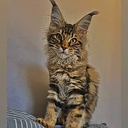 Alia a rejoint le concours — aidez-le/la à gagner de superbes lots ! cat, kitten, tabby, fur, ears, pet, animal, cute, striped_pillow, indoor, portrait, feline, whiskers, sitting, young, curious, furry, soft_light, closeup, mammal
