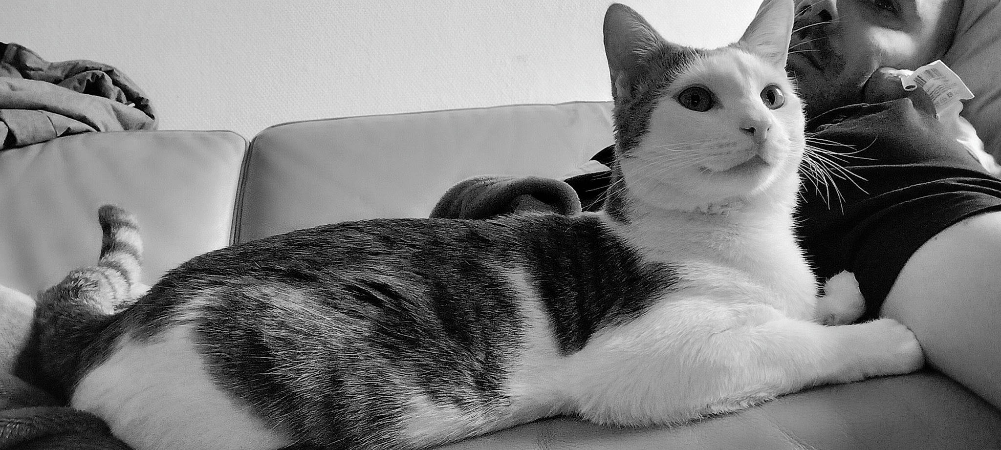 Sushi a rejoint le concours — aidez-le/la à gagner de superbes lots ! carnivore, cat, claw, comfort, couch, domestic_short_haired_cat, felidae, fur, grey, monochrome, monochrome_photography, paw, sitting, small_to_medium_sized_cats, snout, tail, whiskers, white