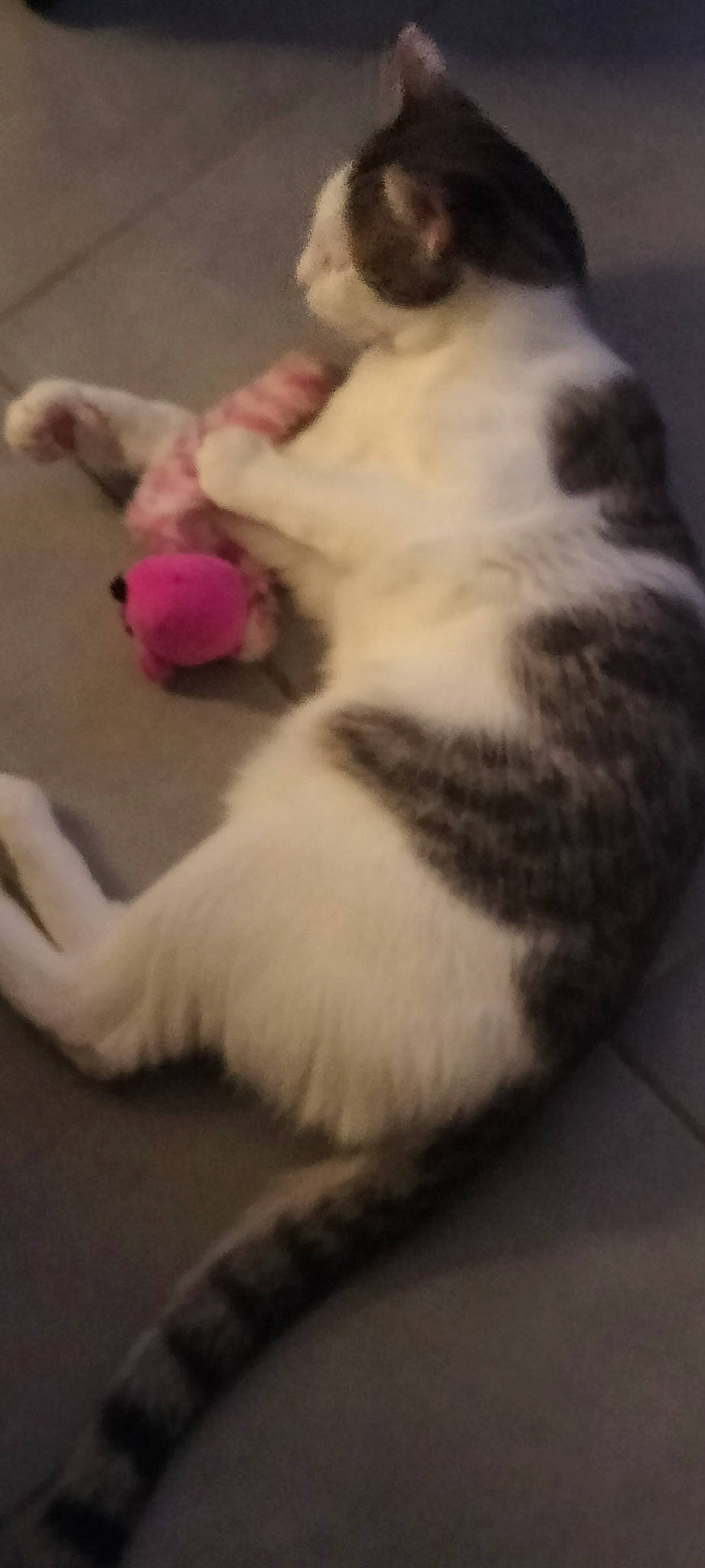 Sushi participe au concours pour gagner de l'argent avec cette photo : carnivore, cat, cat_toy, claw, comfort, companion_dog, dog_breed, domestic_short_haired_cat, felidae, flooring, fur, hardwood, mammal, paw, small_to_medium_sized_cats, snout, tail, toy, whiskers, wood