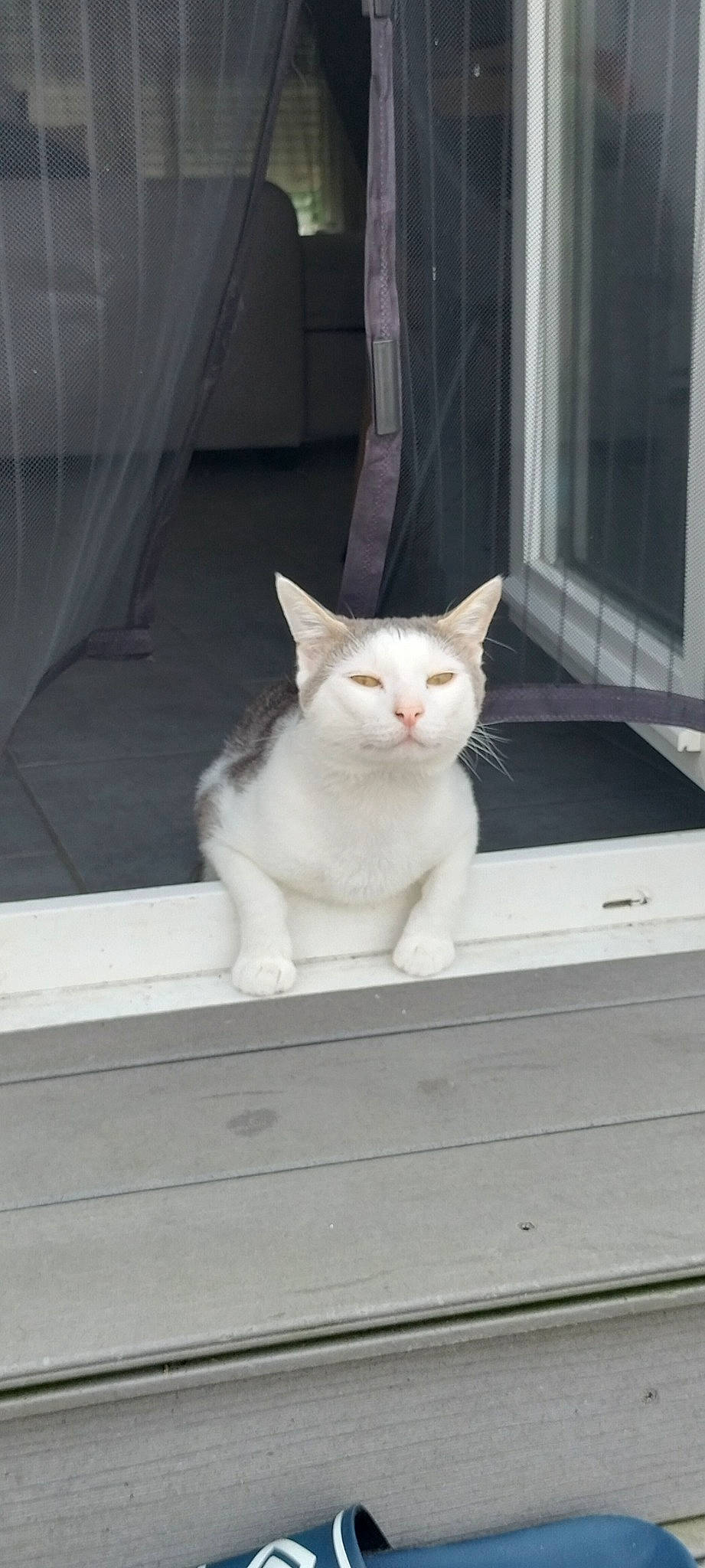 Sushi a rejoint le concours — aidez-le/la à gagner de superbes lots ! carnivore, cat, domestic_short_haired_cat, fawn, felidae, fur, paw, rectangle, small_to_medium_sized_cats, snout, tail, whiskers, window, wood