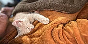 Leo is registered to the contest to win money with this photo: animal, blanket, brown_blanket, closeup, comfort, cozy, cute, domestic, feline, fur, indoor, kitten, nap, orange_blanket, peaceful, pet, resting, sleeping, soft_texture, warm