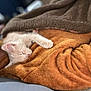 animal, blanket, brown_blanket, closeup, comfort, cozy, cute, domestic, feline, fur, indoor, kitten, nap, orange_blanket, peaceful, pet, resting, sleeping, soft_texture, warm
